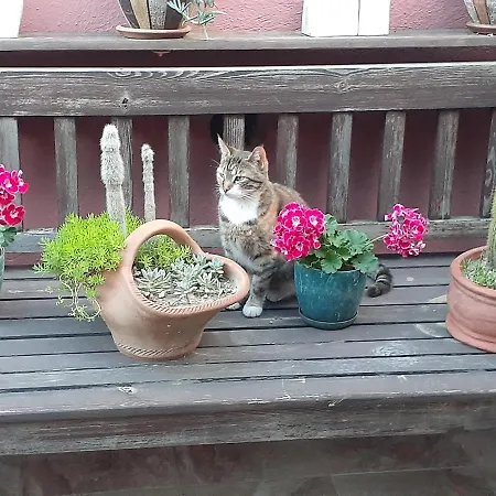 ذا غاليبولي هاوسيز