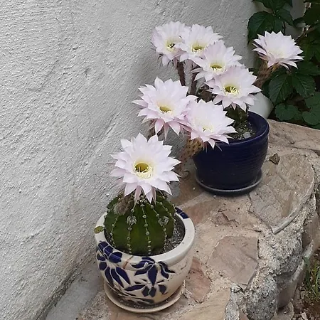 Apartamento The Gallipoli Eceabat