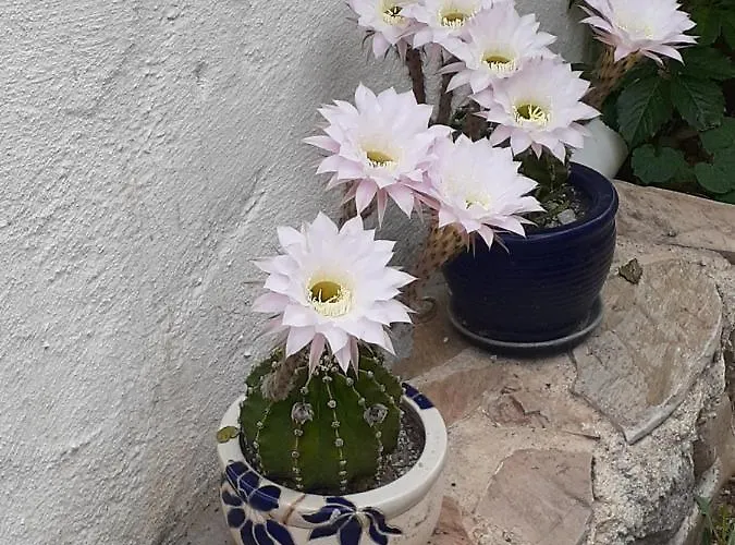 아파트 The Gallipoli 에체밧