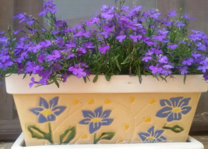 아파트 The Gallipoli